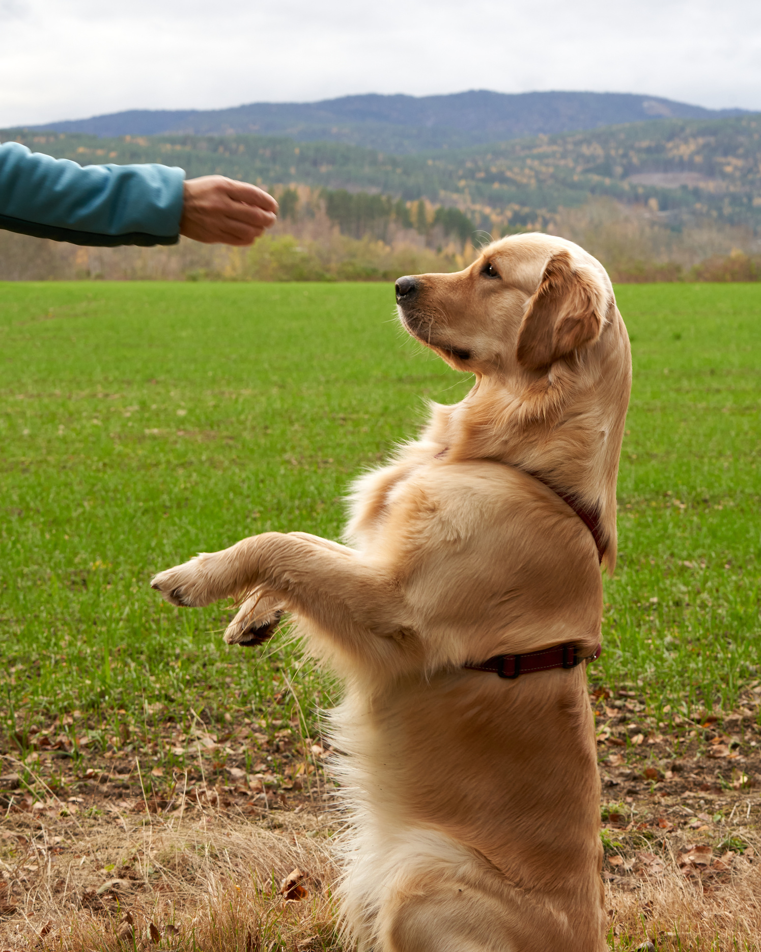 A Golden Retriever Dog Being Trained